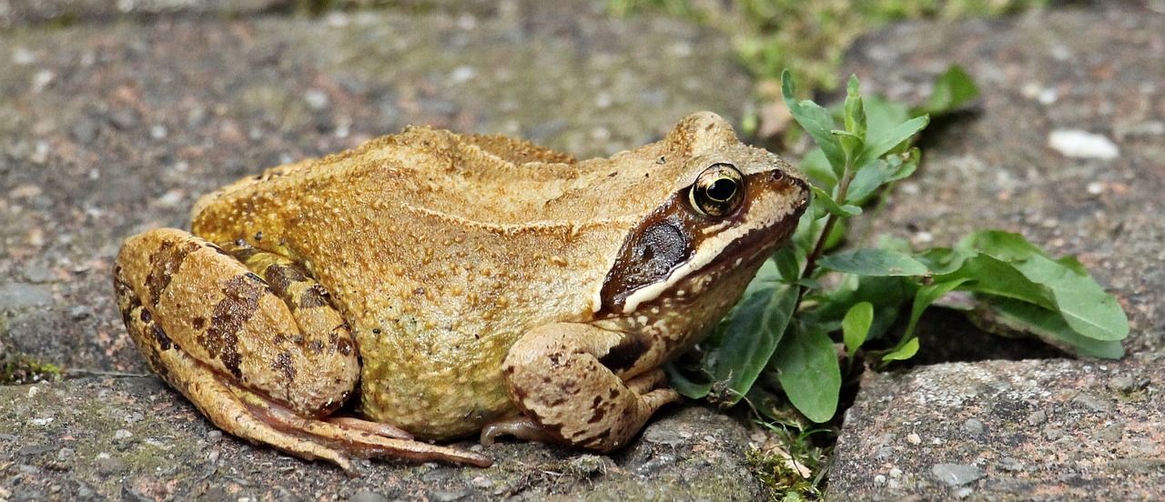 frog, wildlife, animal-1519010.jpg